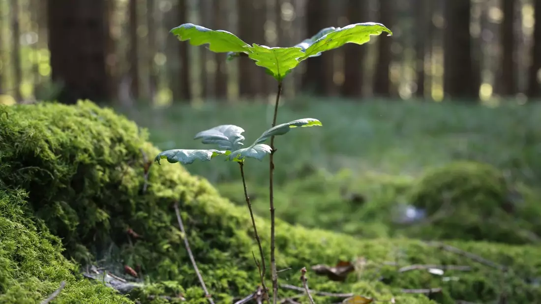 Kooperation: Ökostromanbieter Yello und Pina Earth machen heimischen Wald fit für den Klimawandel - Bild: presseportal.de