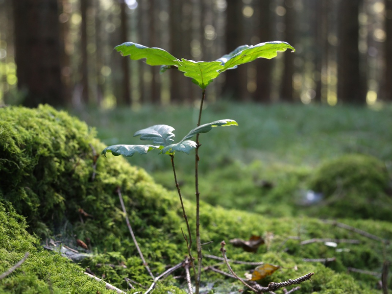 Kooperation: Ökostromanbieter Yello und Pina Earth machen heimischen Wald fit für den Klimawandel - Foto: presseportal.de