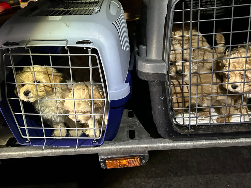 Die neun Hunde wurden dicht gedrängt transportiert und waren dehydriert.  - Foto: Hauptzollamt Braunschweig/dpa