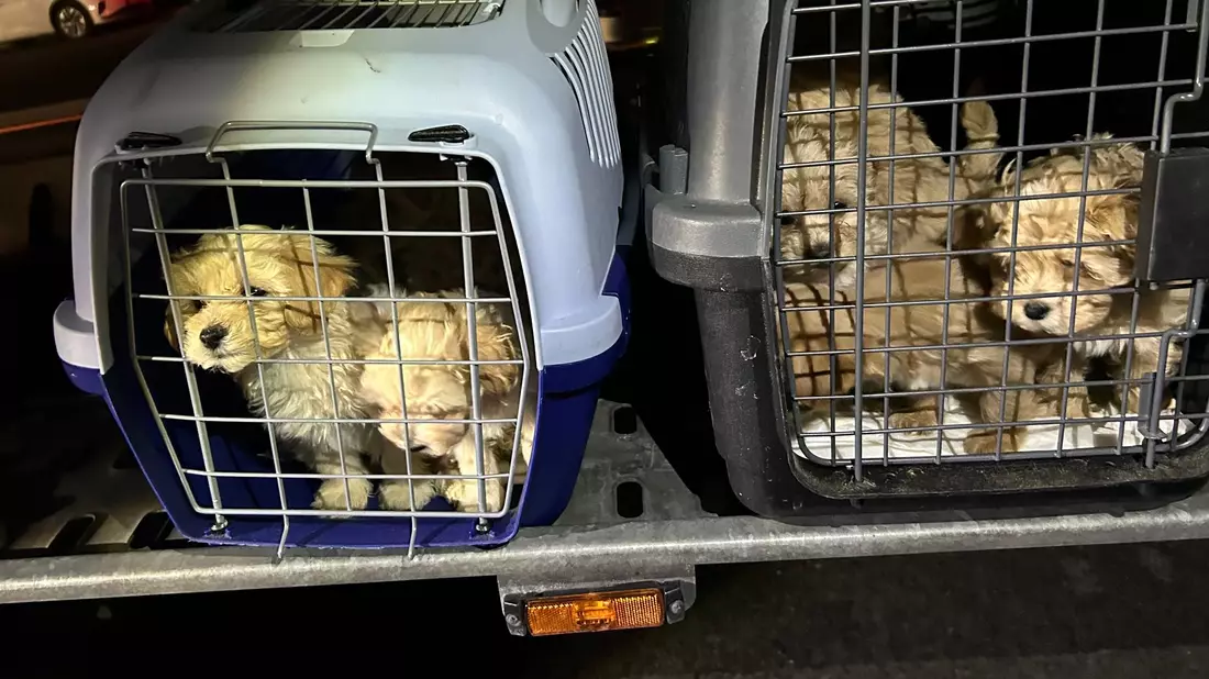 Die neun Hunde wurden dicht gedrängt transportiert und waren dehydriert. - Bild: Hauptzollamt Braunschweig/dpa