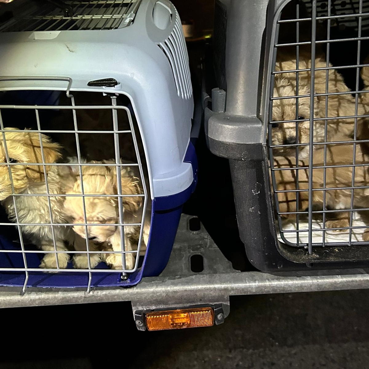 Die neun Hunde wurden dicht gedrängt transportiert und waren dehydriert. - Foto: Hauptzollamt Braunschweig/dpa