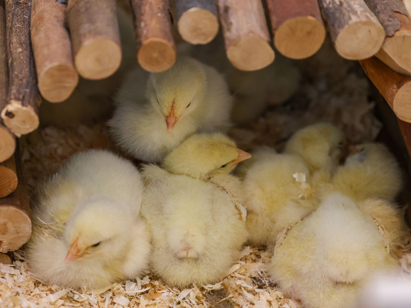 Ausgesetzte Küken finden neues Zuhause - Foto: Jan Woitas/dpa