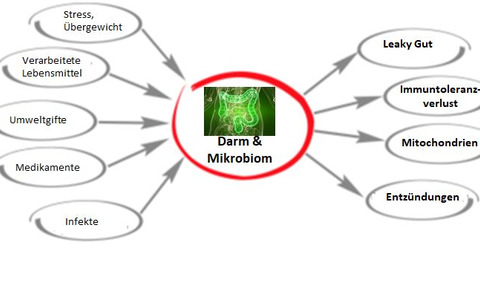 Zentrale Stellung des Darms - Foto: Bonafeel über pressetext.de