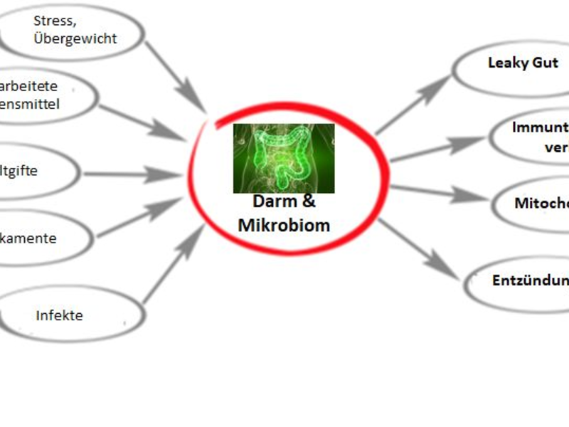 Zentrale Stellung des Darms - Foto: Bonafeel über pressetext.de