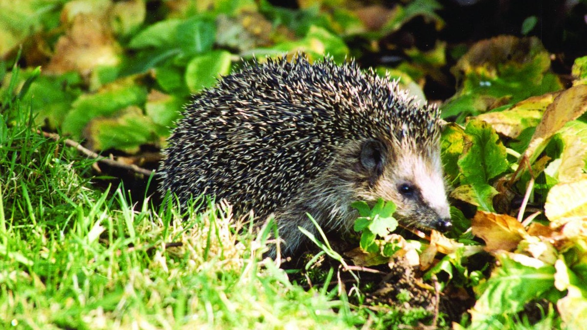 Erste Igel wachen auf - so können sie helfen - Foto: presseportal.de
