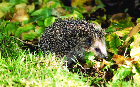 Erste Igel wachen auf - so können sie helfen - Foto: presseportal.de
