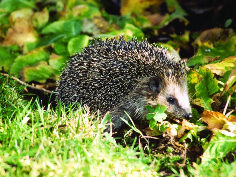 Erste Igel wachen auf - so können sie helfen - Foto: presseportal.de
