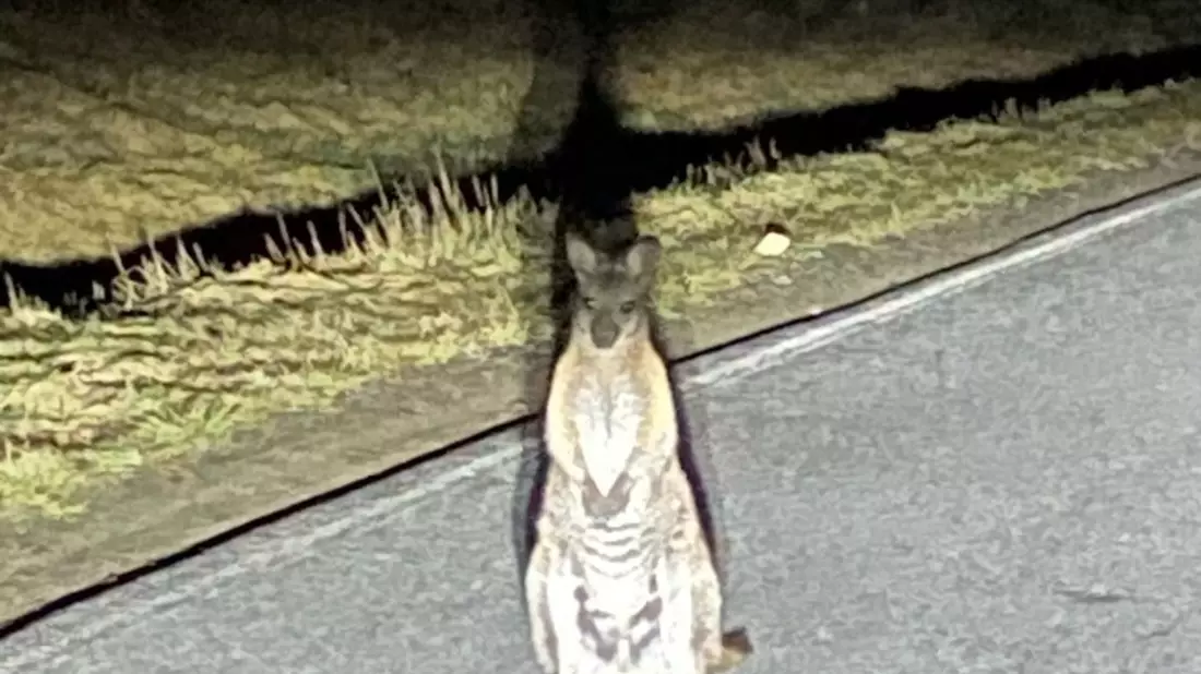 Känguru-Entdeckung in Sachsen. Die Polizei sucht nach dem Beuteltier.  - Bild: -/Polizei/dpa