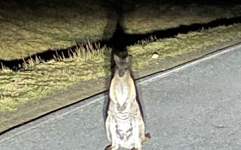 Känguru-Entdeckung in Sachsen. Die Polizei sucht nach dem Beuteltier.  - Foto: -/Polizei/dpa