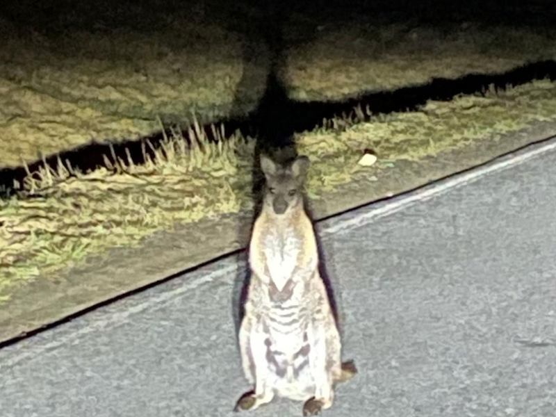 Känguru-Entdeckung in Sachsen. Die Polizei sucht nach dem Beuteltier.  - Foto: -/Polizei/dpa