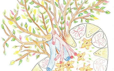 Weltnierentag am 13. März 2025 / Hoher Bedarf an Nierentransplantationen: Ein neues Organ ist für viele Betroffene wie ein geschenktes Leben - Foto: presseportal.de