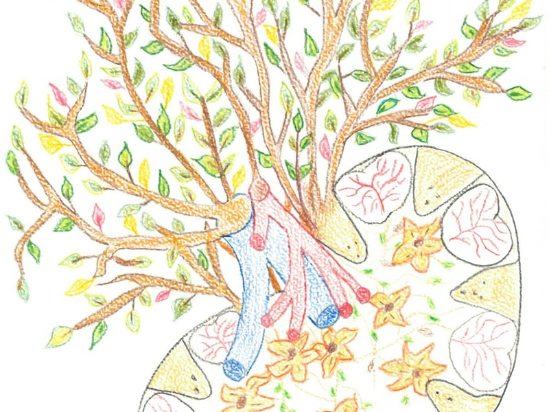 Weltnierentag am 13. März 2025 / Hoher Bedarf an Nierentransplantationen: Ein neues Organ ist für viele Betroffene wie ein geschenktes Leben - Foto: presseportal.de