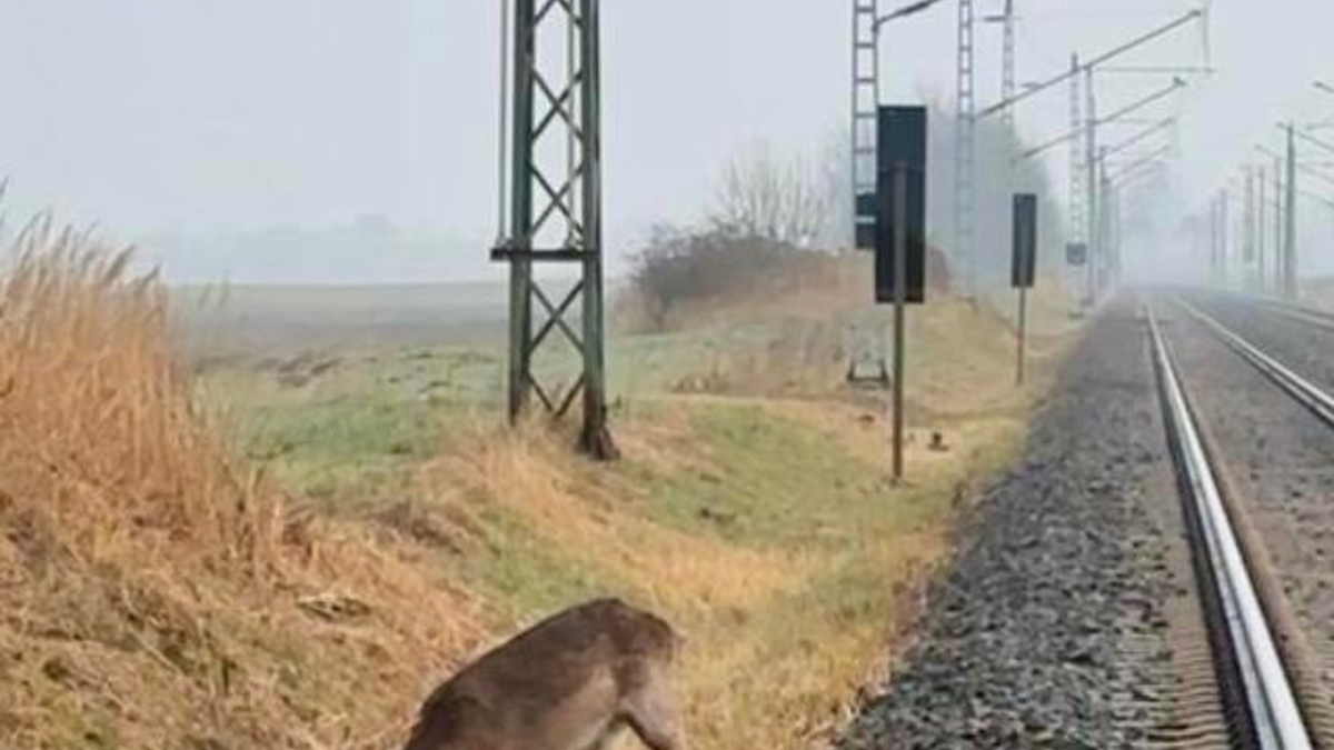 BPOL-HST: Junger Hirsch bei Altefähr gerettet - Foto: presseportal.de