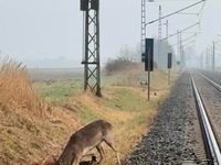 BPOL-HST: Junger Hirsch bei Altefähr gerettet - Foto: presseportal.de