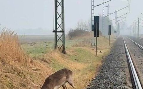 BPOL-HST: Junger Hirsch bei Altefähr gerettet - Foto: presseportal.de