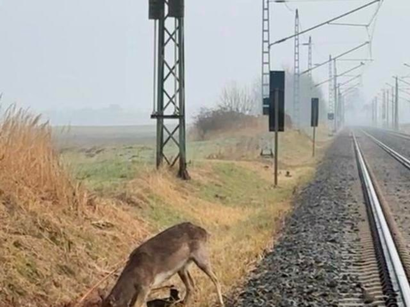 BPOL-HST: Junger Hirsch bei Altefähr gerettet - Foto: presseportal.de