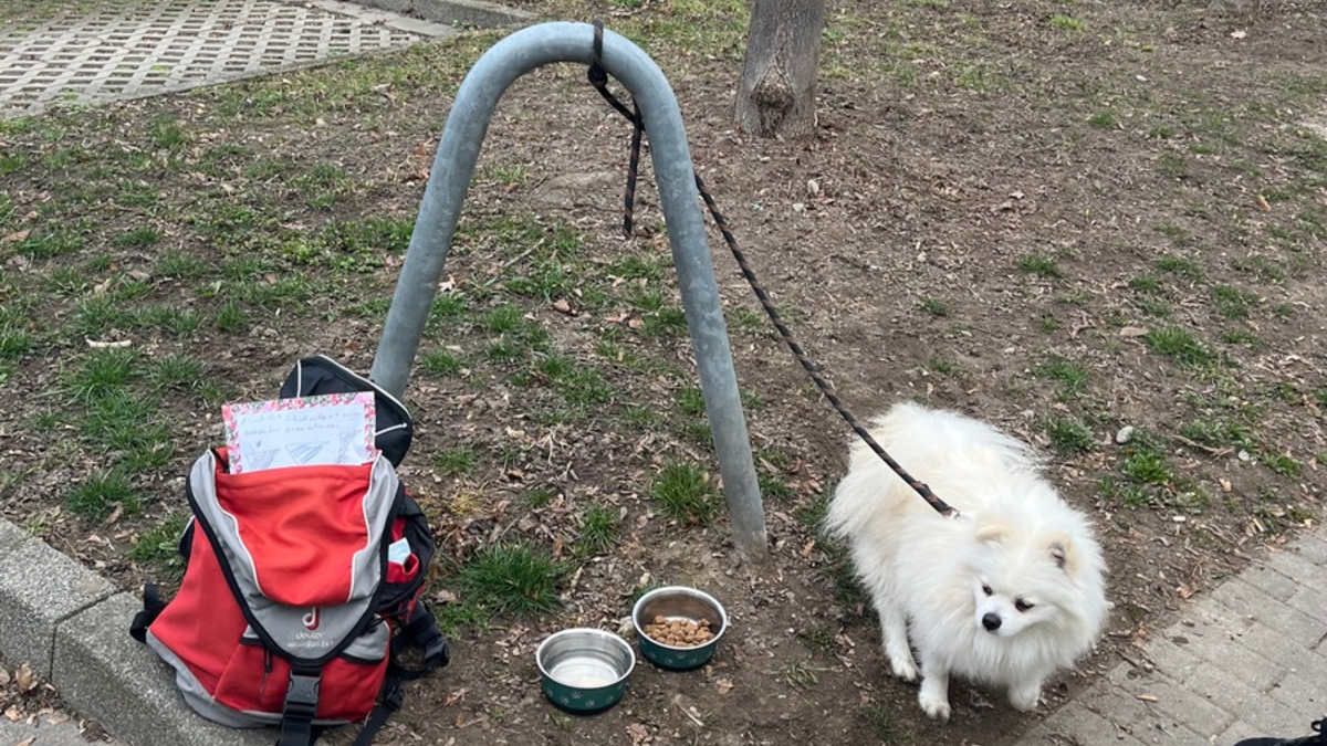 POL-KN: (Konstanz) Hund 