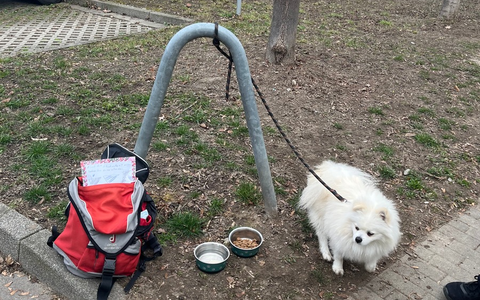 POL-KN: (Konstanz) Hund zu verschenken in der Schulthaißstraße ausgesetzt - Polizei sucht Zeugen (11.03.2025) - Foto: presseportal.de POL-KN: (Konstanz) Hund zu verschenken in der Schulthaißstraße ausgesetzt - Polizei sucht Zeugen (11.03.2025) - Foto: presseportal.de