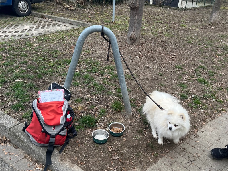 POL-KN: (Konstanz) Hund zu verschenken in der Schulthaißstraße ausgesetzt - Polizei sucht Zeugen (11.03.2025) - Foto: presseportal.de