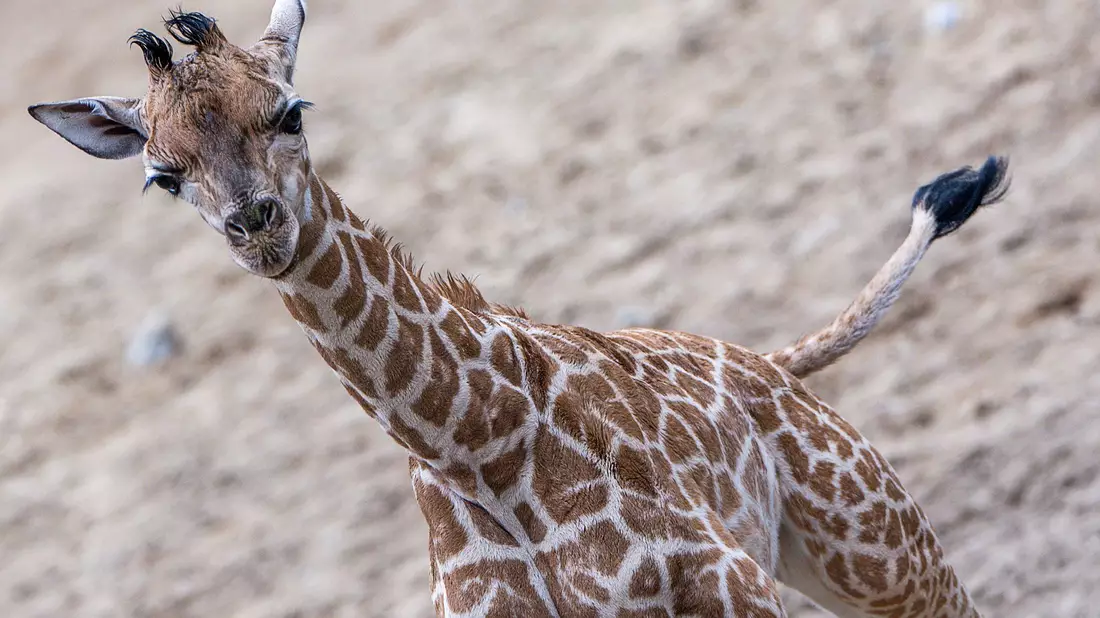 Die Schweriner Giraffen-Famile: Mutter Kahlua (v.l.), Vater Madiba und Jungbulle Mojo. - Bild: Jens Büttner/dpa