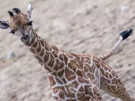 Die Schweriner Giraffen-Famile: Mutter Kahlua (v.l.), Vater Madiba und Jungbulle Mojo. - Foto: Jens Büttner/dpa