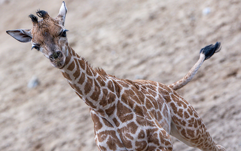Die Schweriner Giraffen-Famile: Mutter Kahlua (v.l.), Vater Madiba und Jungbulle Mojo. - Foto: Jens Büttner/dpa