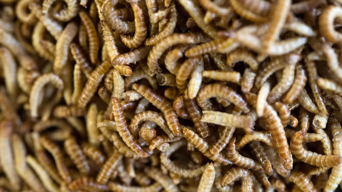 Anders als in Deutschland sind in vielen Ländern weltweit Insekten auf dem Teller nichts Ungewöhnliches. - Bild: Marijan Murat/dpa