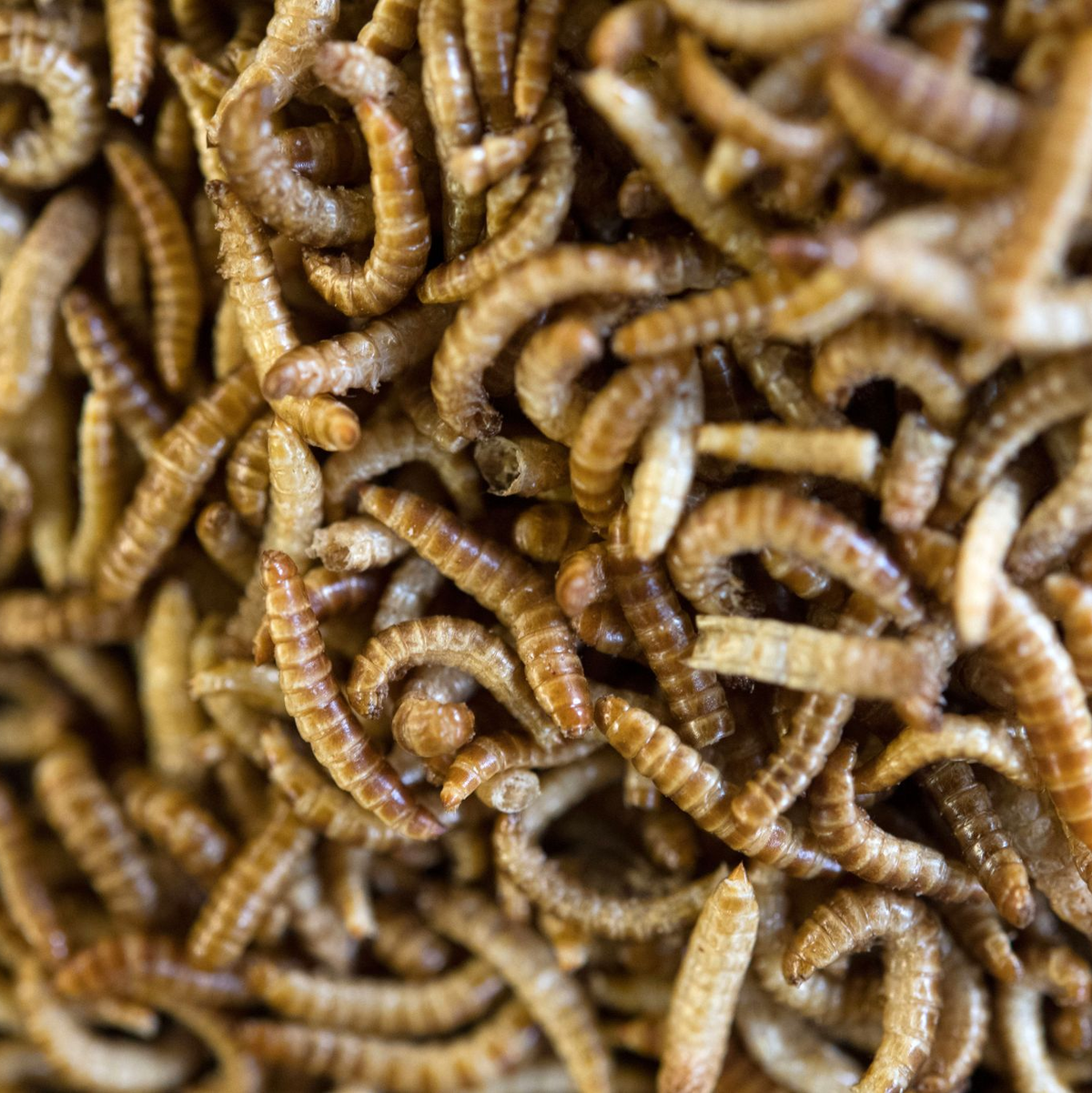 Anders als in Deutschland sind in vielen Ländern weltweit Insekten auf dem Teller nichts Ungewöhnliches. - Foto: Marijan Murat/dpa