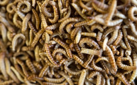 Anders als in Deutschland sind in vielen Ländern weltweit Insekten auf dem Teller nichts Ungewöhnliches. - Foto: Marijan Murat/dpa Anders als in Deutschland sind in vielen Ländern weltweit Insekten auf dem Teller nichts Ungewöhnliches. - Foto: Marijan Murat/dpa