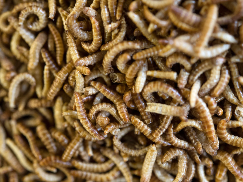 Anders als in Deutschland sind in vielen Ländern weltweit Insekten auf dem Teller nichts Ungewöhnliches. - Foto: Marijan Murat/dpa