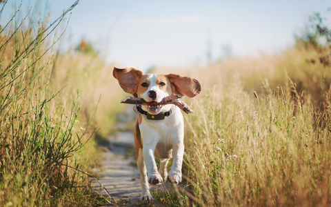 Fitness-Tracker für Haustiere? Jede:r dritte Halter:in schätzt die Aktivität des Haustieres falsch ein/ Die neue Weenect-Studie zeigt, warum Tracking für ein gesundes Tierleben immer wichtiger wird - Foto: presseportal.de