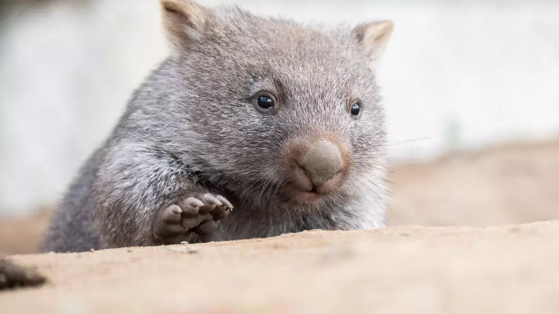 Tierschützer fürchten, dass das Wombat-Baby bei der Aktion verletzt wurde. (Symbolbild) - Bild: Julian Stratenschulte/dpa