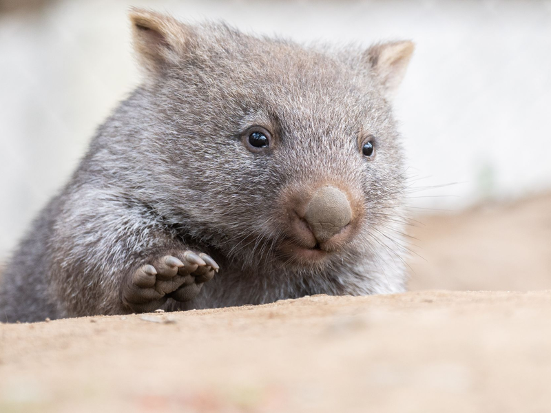 Tierschützer fürchten, dass das Wombat-Baby bei der Aktion verletzt wurde. (Symbolbild) - Foto: Julian Stratenschulte/dpa