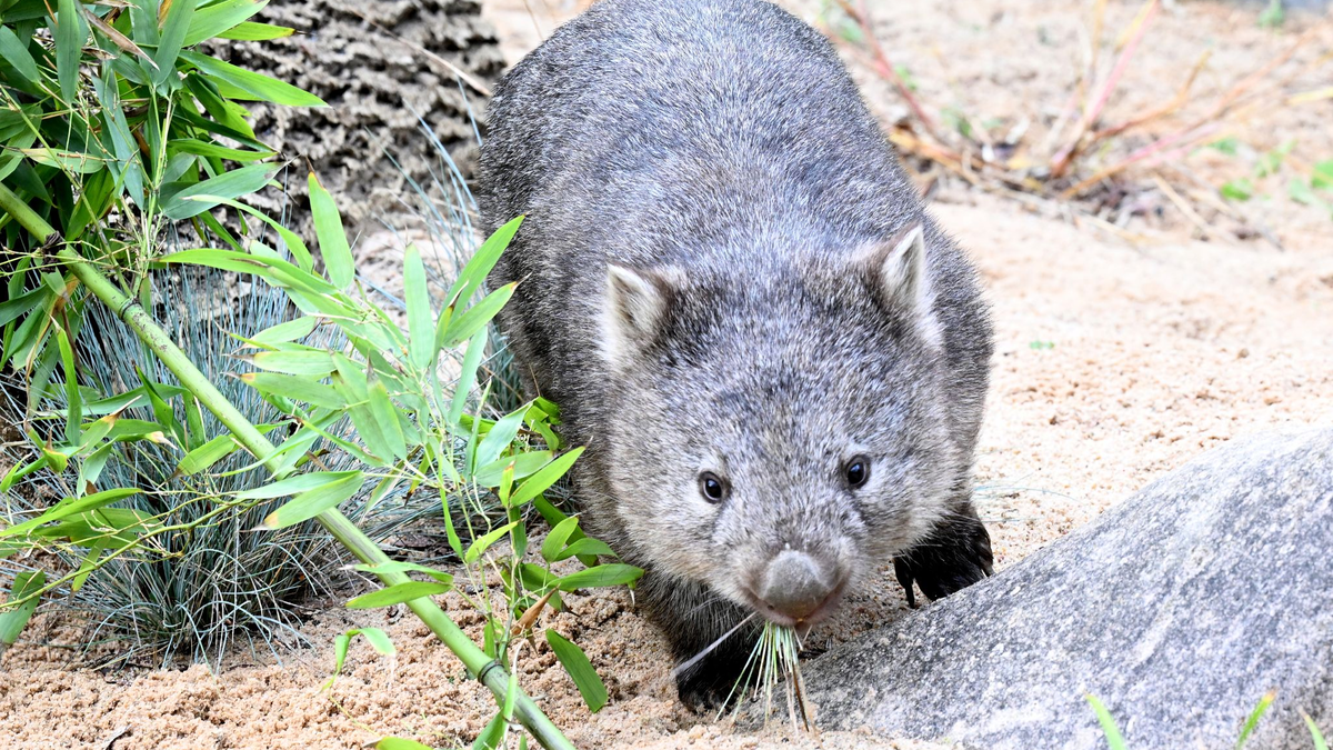Das Wombat-Baby könnte bei der Aktion verletzt worden sein. (Symbolbild) - Foto: Franziska Kraufmann/dpa