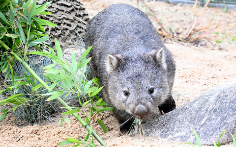 Das Wombat-Baby könnte bei der Aktion verletzt worden sein. (Symbolbild) - Foto: Franziska Kraufmann/dpa Das Wombat-Baby könnte bei der Aktion verletzt worden sein. (Symbolbild) - Foto: Franziska Kraufmann/dpa