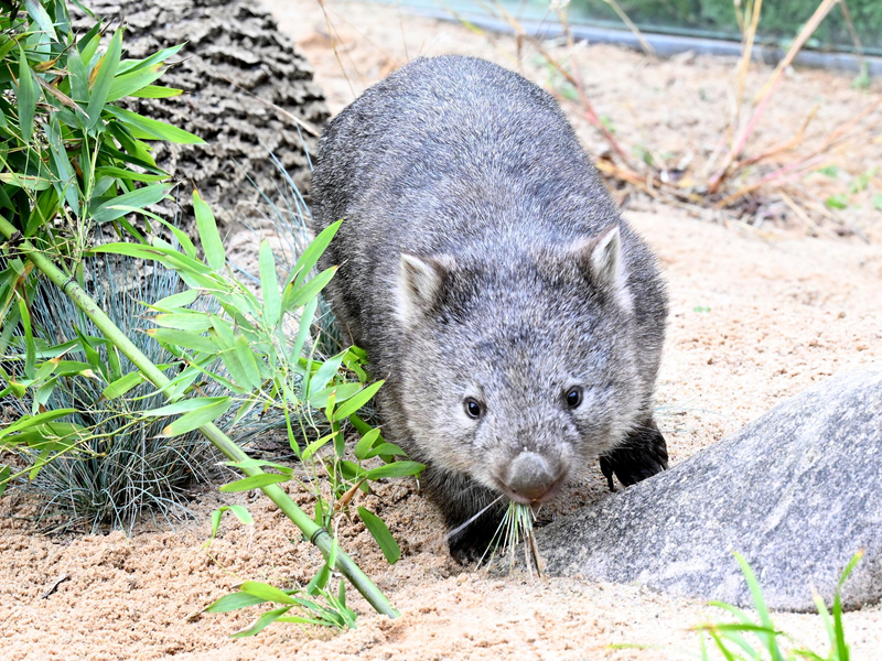 Das Wombat-Baby könnte bei der Aktion verletzt worden sein. (Symbolbild) - Foto: Franziska Kraufmann/dpa