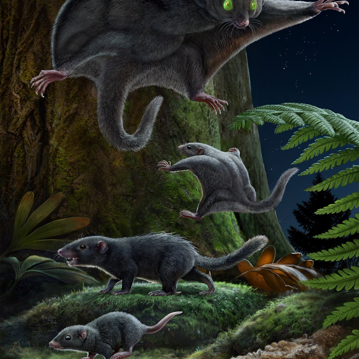 Künstlerische Rekonstruktion der Fellfärbung von fünf jurassischen Säugetierformen. - Foto: Chuang Zhao, Ruoshuang Li/-/dpa