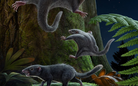 Künstlerische Rekonstruktion der Fellfärbung von fünf jurassischen Säugetierformen. - Foto: Chuang Zhao, Ruoshuang Li/-/dpa