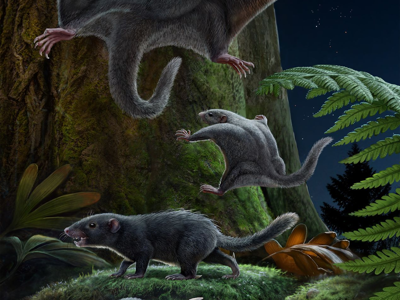 Künstlerische Rekonstruktion der Fellfärbung von fünf jurassischen Säugetierformen. - Foto: Chuang Zhao, Ruoshuang Li/-/dpa