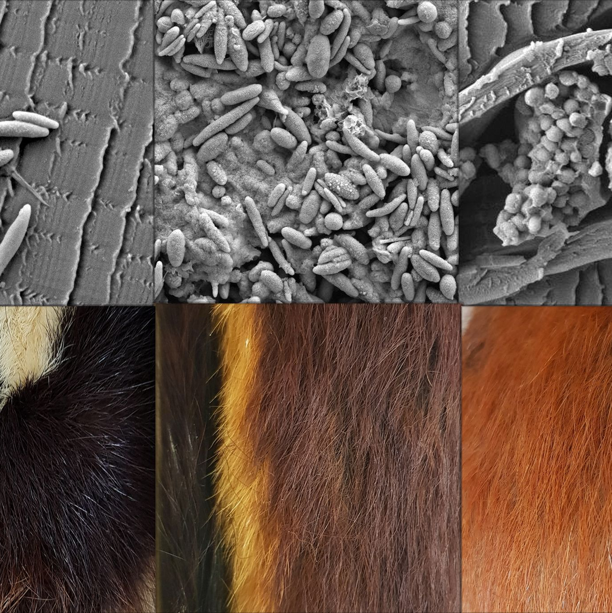 Verschieden geformte Pigmentkörperchen (oben) stehen im Zusammenhang verschiedenen Fellfarben (unten).  - Foto: Liliana D’Alba/-/dpa