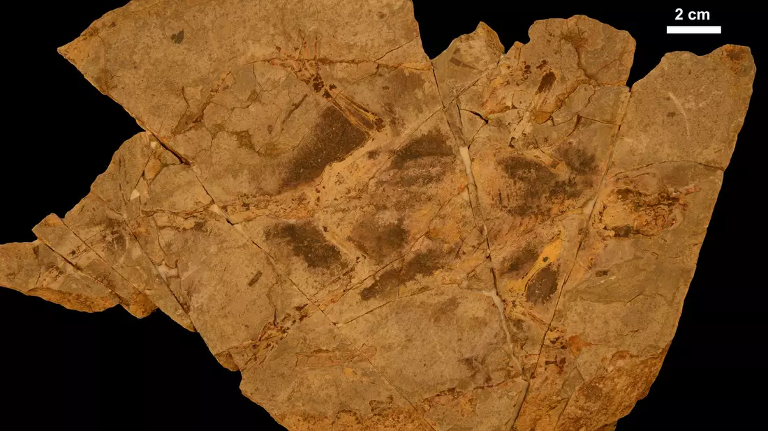 Holotypexemplar der kreidezeitlichen Säugetierform Arboroharamiya fuscus. - Bild: Chang-fu Zhou/-/dpa