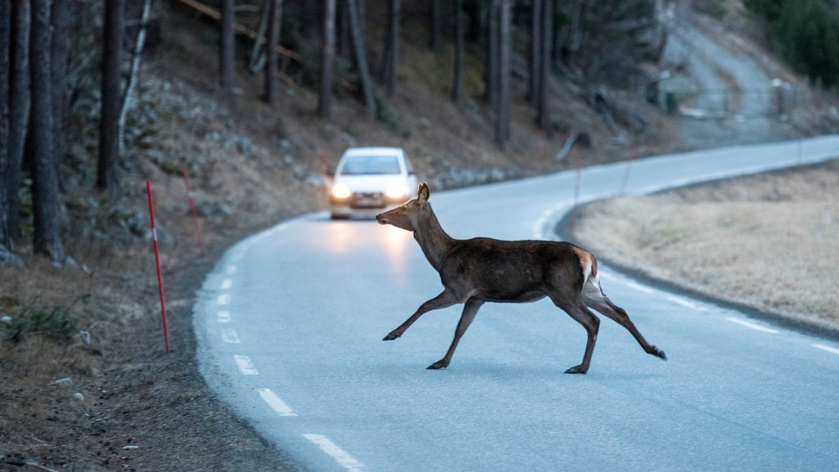 Wildunfälle vermeiden: ACV informiert über sechs wichtige Fakten für Autofahrende - Foto: presseportal.de