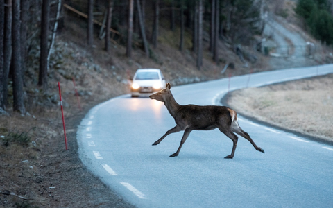 Wildunfälle vermeiden: ACV informiert über sechs wichtige Fakten für Autofahrende - Foto: presseportal.de Wildunfälle vermeiden: ACV informiert über sechs wichtige Fakten für Autofahrende - Foto: presseportal.de