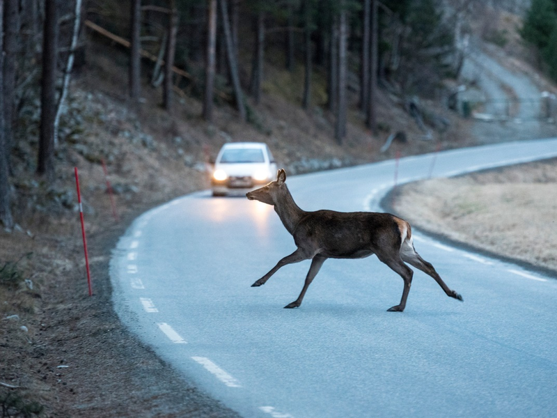 Wildunfälle vermeiden: ACV informiert über sechs wichtige Fakten für Autofahrende - Foto: presseportal.de