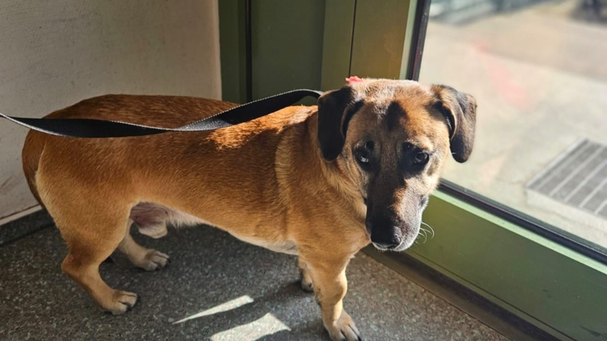 BPOL-HH: Mischlingshund im Hamburger Hauptbahnhof ganz alleine unterwegs- - Foto: presseportal.de