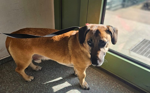 BPOL-HH: Mischlingshund im Hamburger Hauptbahnhof ganz alleine unterwegs- - Foto: presseportal.de