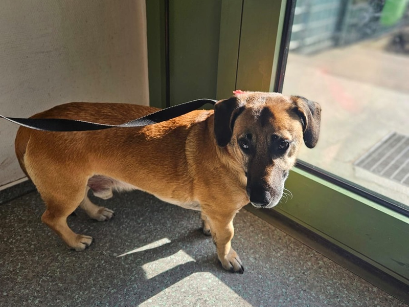 BPOL-HH: Mischlingshund im Hamburger Hauptbahnhof ganz alleine unterwegs- - Foto: presseportal.de