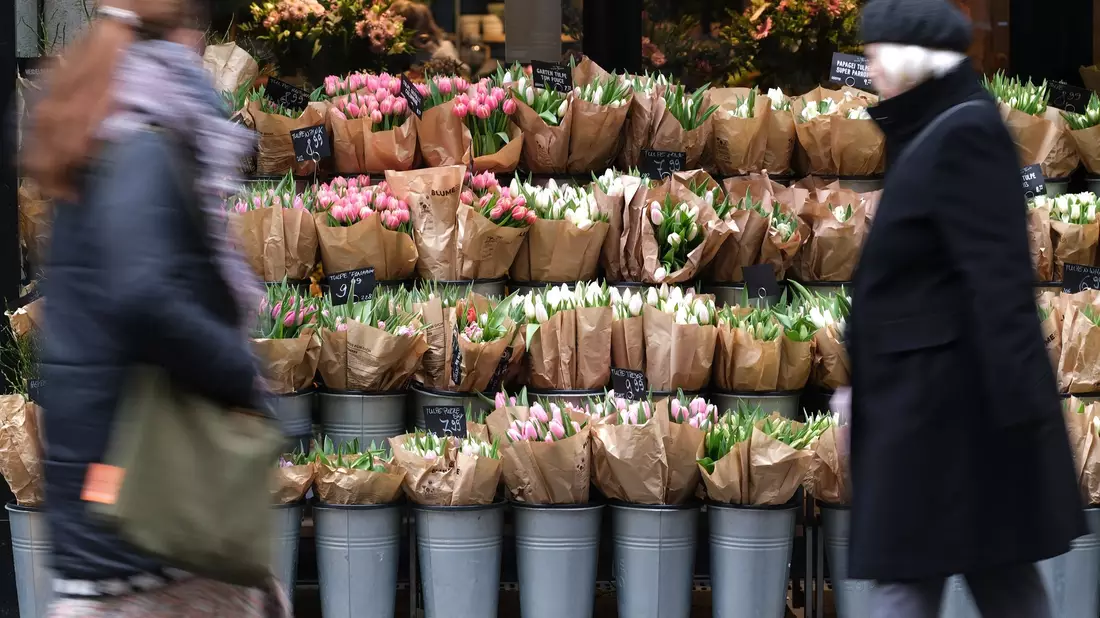 Für Tulpen müssen Verbraucher in diesem Jahr tiefer in die Tasche greifen. (Archivbild) - Bild: Sebastian Willnow/dpa