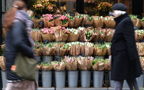 Für Tulpen müssen Verbraucher in diesem Jahr tiefer in die Tasche greifen. (Archivbild) - Foto: Sebastian Willnow/dpa
