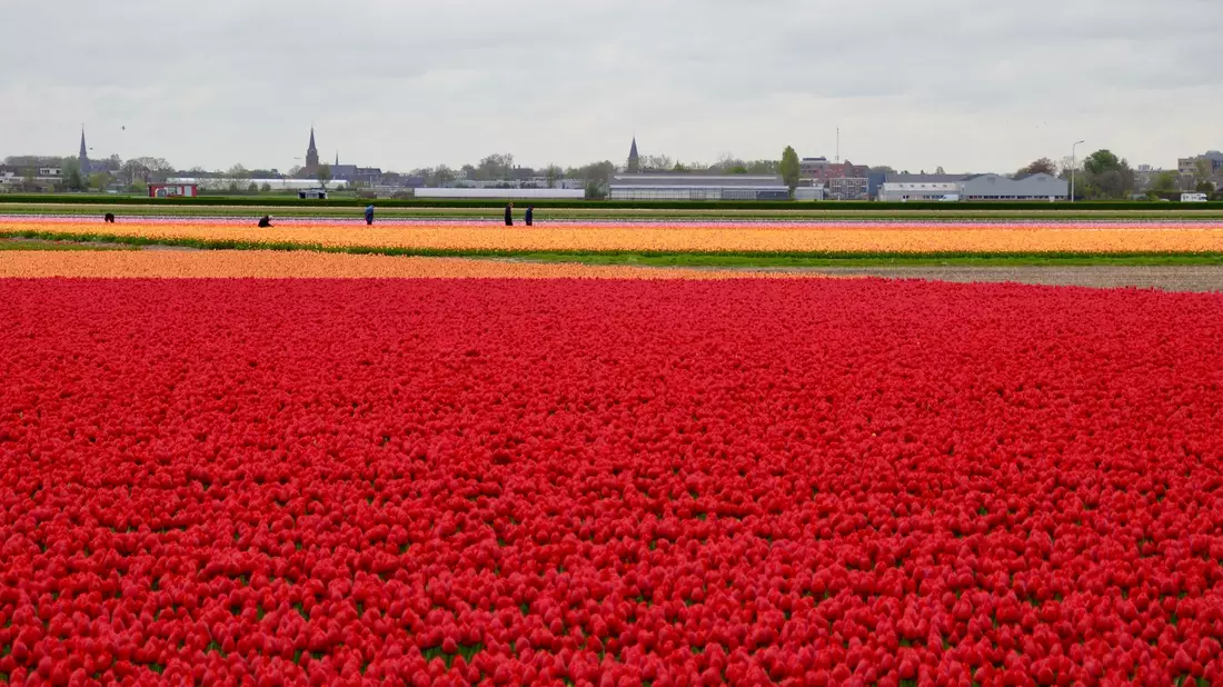 In den Niederlanden sind viele Felder mit Tulpenzwiebeln bepflanzt. (Archivbild) - Bild: Wolfgang Stelljes/dpa-tmn